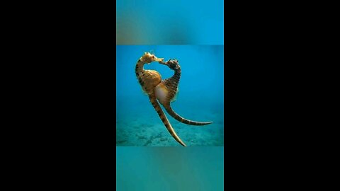 Why Seahorses Are the Most Unique Creatures in the Ocean