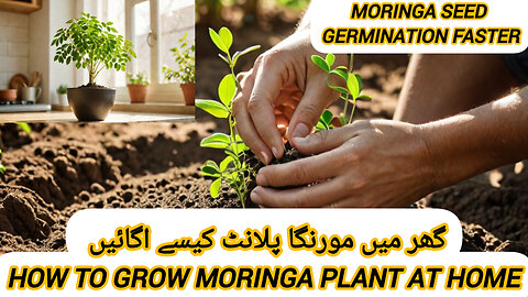 HOW TO GROW MORINGA PLANTS ☘️🌵 FASTER GROW FIRTILYZER IDEAS 💡