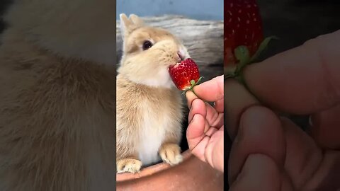 A strawberry lured the little rabbit out. Cute pet debut plan. Rabbit. Pastoral little cute pet.