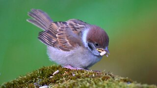 Eurasian Tree Sparrows Eating Sunflower Kernels on a Mossy Rock