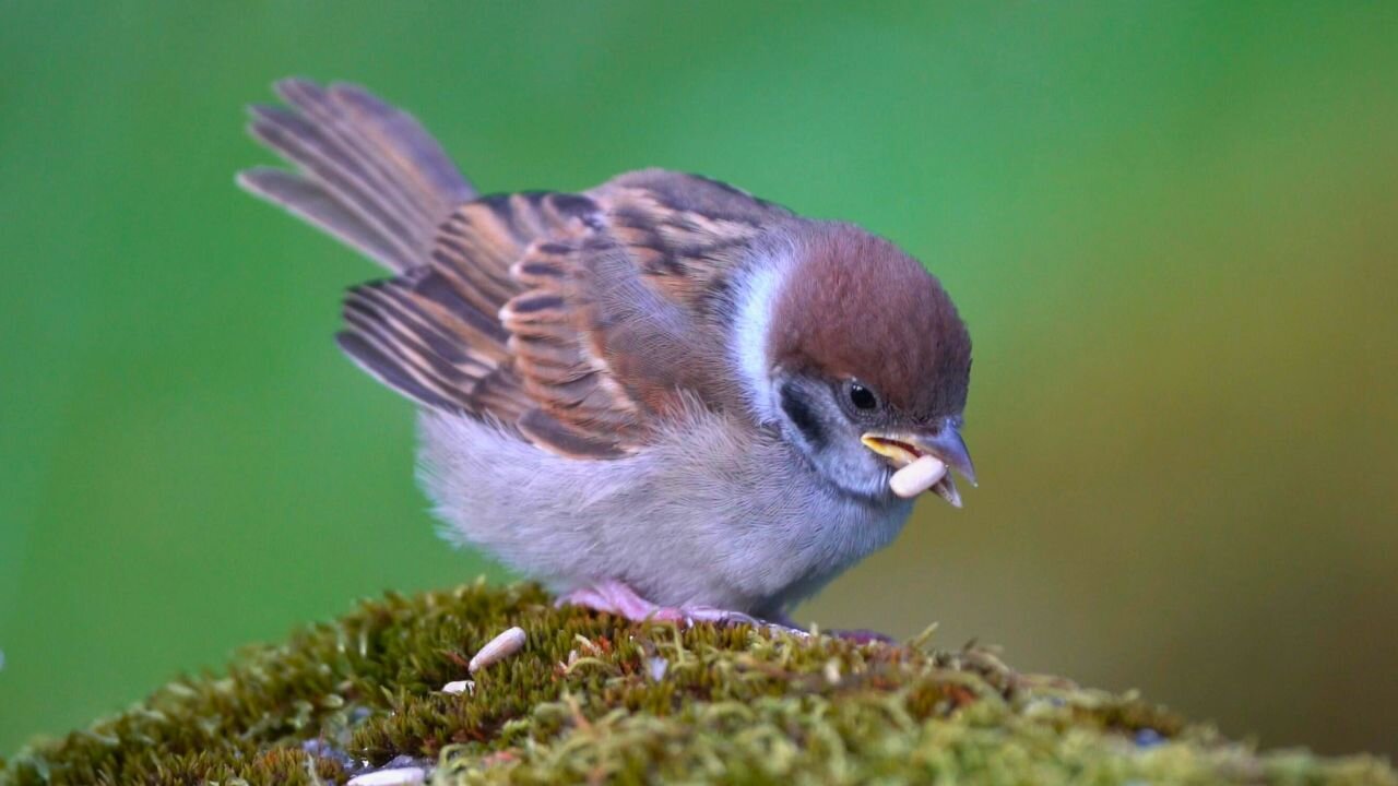 Eurasian Tree Sparrows Eating Sunflower Kernels on a Mossy Rock