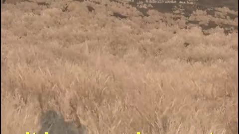 I Had To Use My Real Voice In DayZ