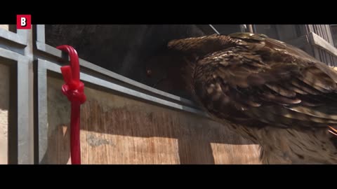 Rango king boss no water