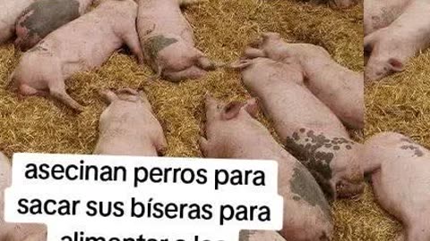 ESCUCHE X QUE NO DEBES COMER CERDO.