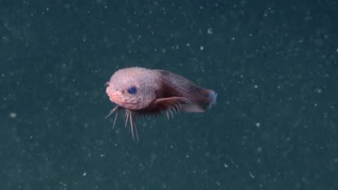 🤯✨ Not All Deep Sea Creatures Are Monsters! Some Are Adorable | FeedMyCuriosity