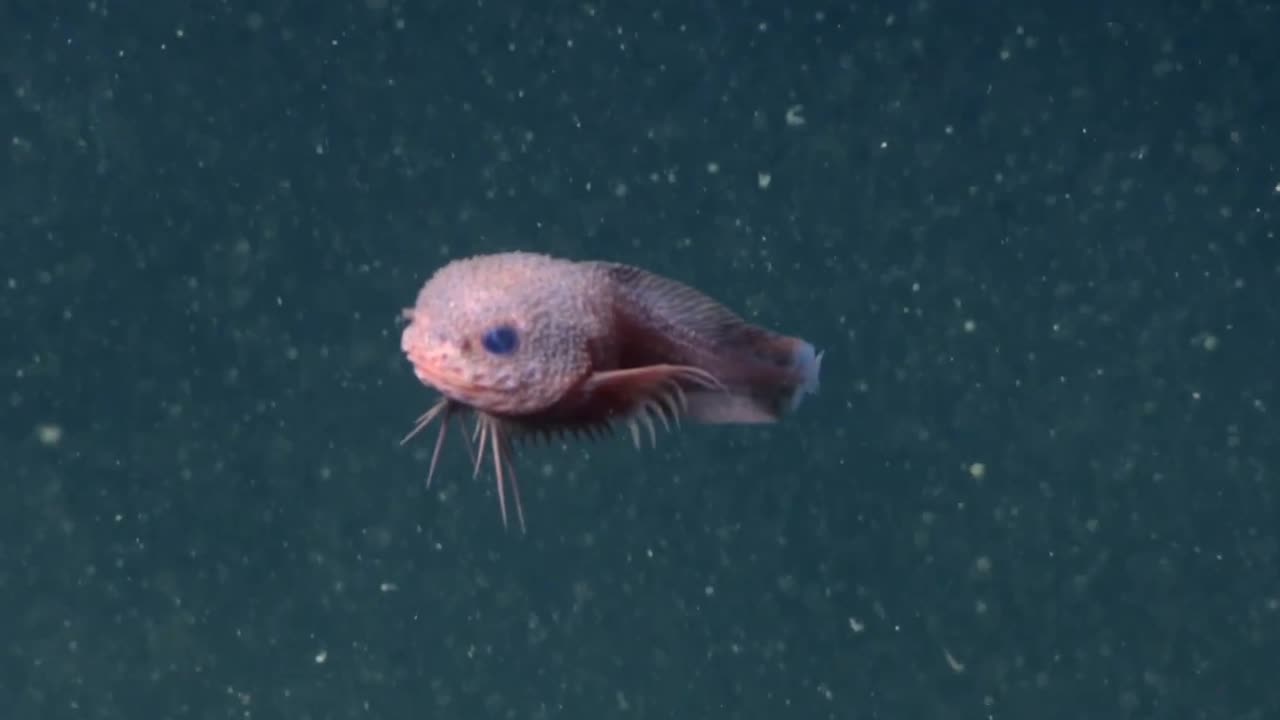 🤯✨ Not All Deep Sea Creatures Are Monsters! Some Are Adorable | FeedMyCuriosity