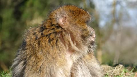 Watch the monkeys and enjoy the wonderful music P2