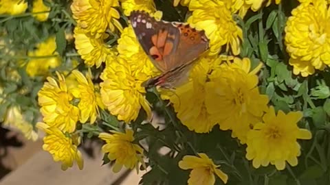 American Lady Butterfly
