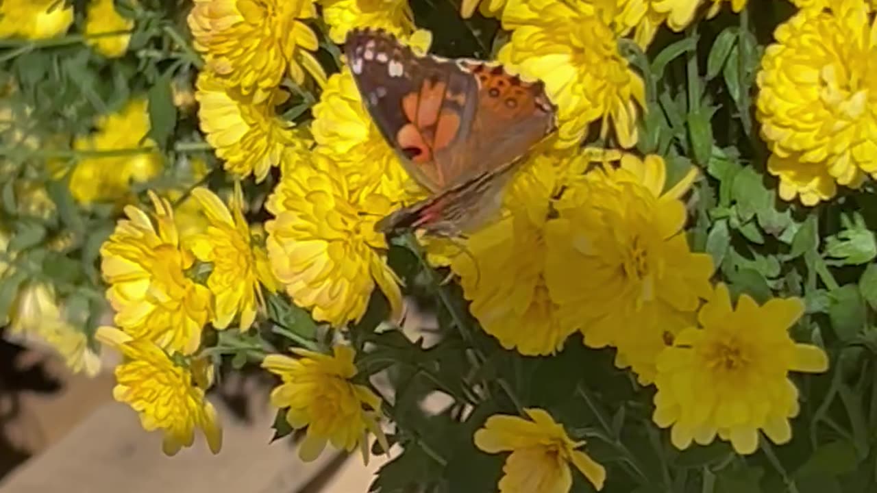 American Lady Butterfly