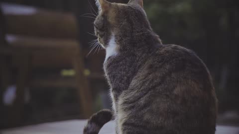 Cute Animal Ep18