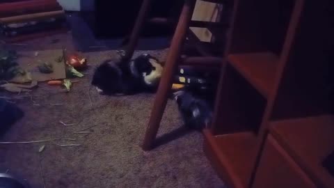 DAVID & GATSBY WATCH PAW PATROL
