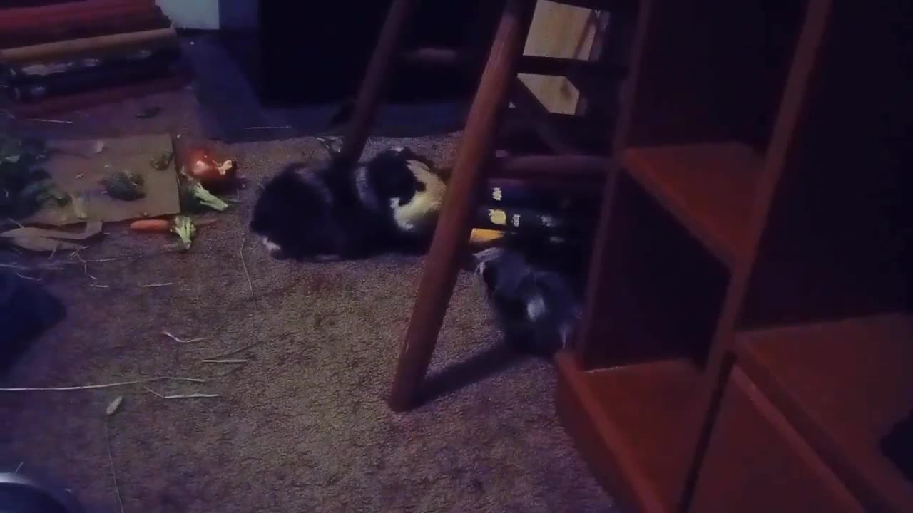 DAVID & GATSBY WATCH PAW PATROL