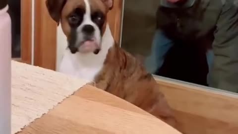 Dog's Comedy Videos 🤣 so cute videos 😍 funny videos 🤣