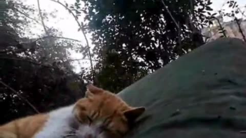 Street Cat Squad 🐾 | Secret Cat Hangouts 😼 | Funny Cat Adventures