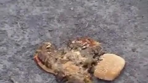 Walk Over Hamburger
