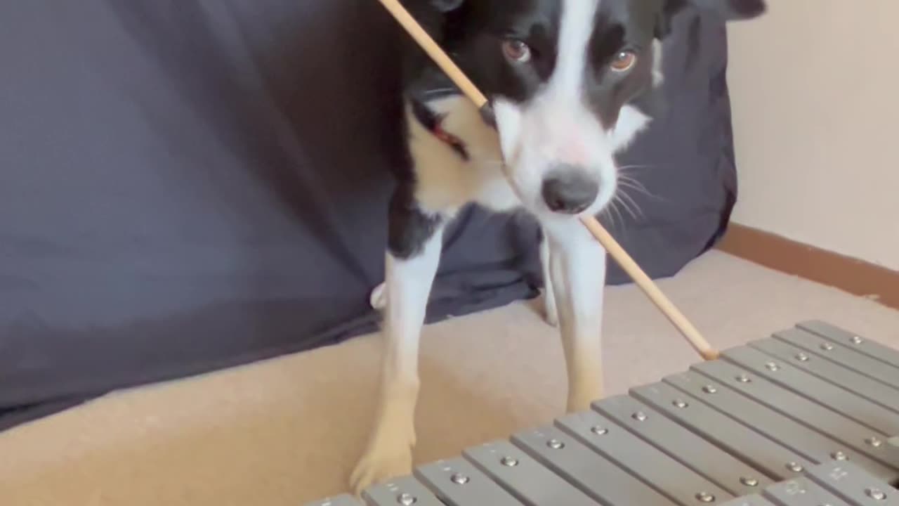 Dog's Jazzy Number for Glockenspiel