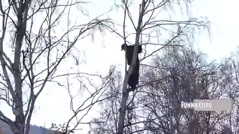 funny man vs bear viral videos