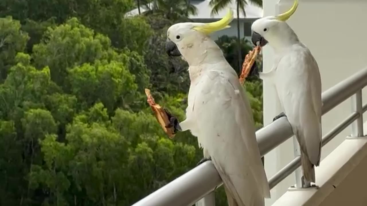 Love thin crust cold pizza for breakfast