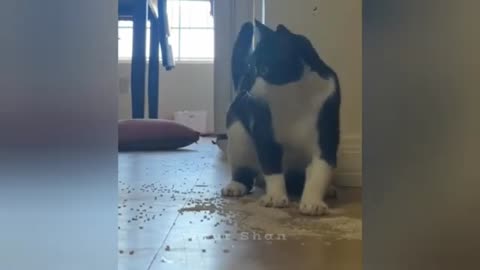 Cat Drama Level: 1000% 🤣🐱🔥 #catfunny Video