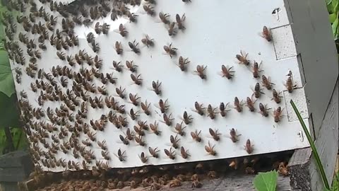 Bees on a Saturday Morning at Sunrise
