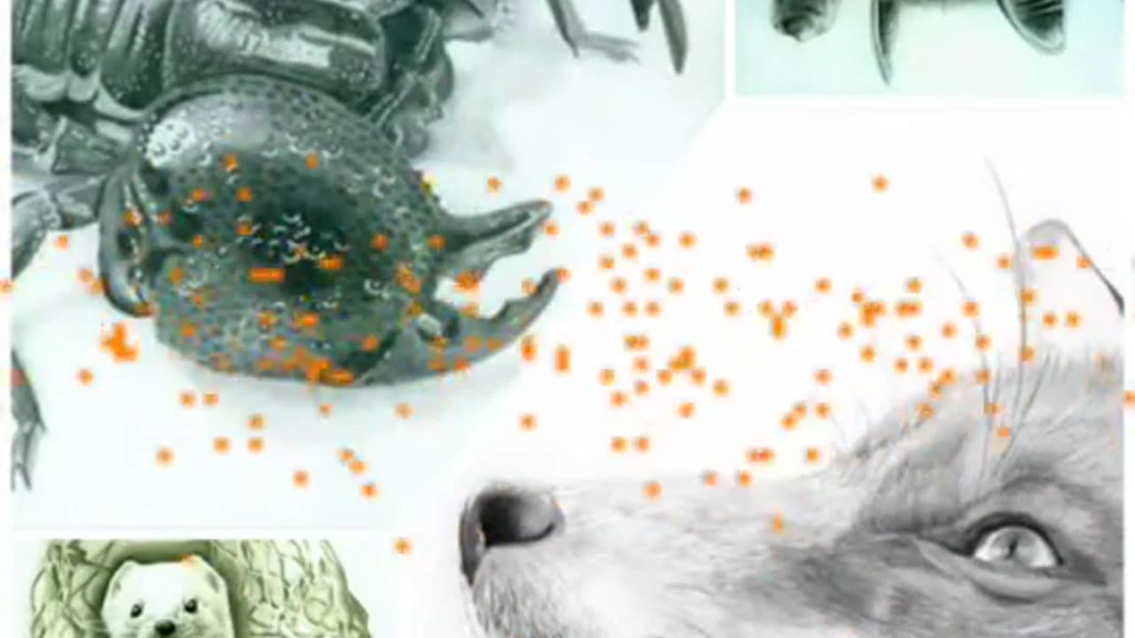 Drawing A Fox