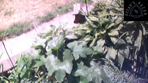 Butch the Sunflower