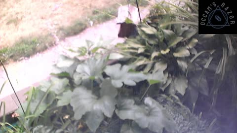Butch the Sunflower