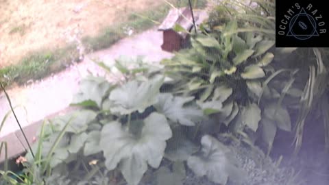 Butch the Sunflower