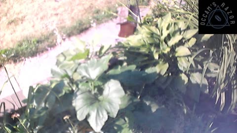 Butch the Sunflower