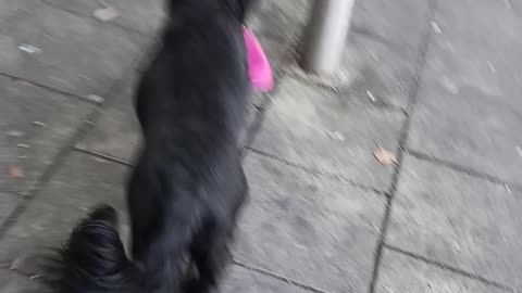 Assistive dog