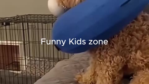🐾😂 You Won't Believe These Hilarious Funny Animals! part-1