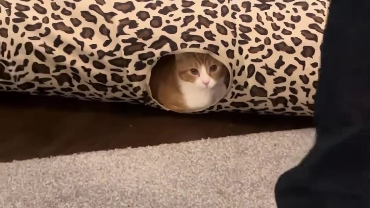 She Belongs in Gotham 😹