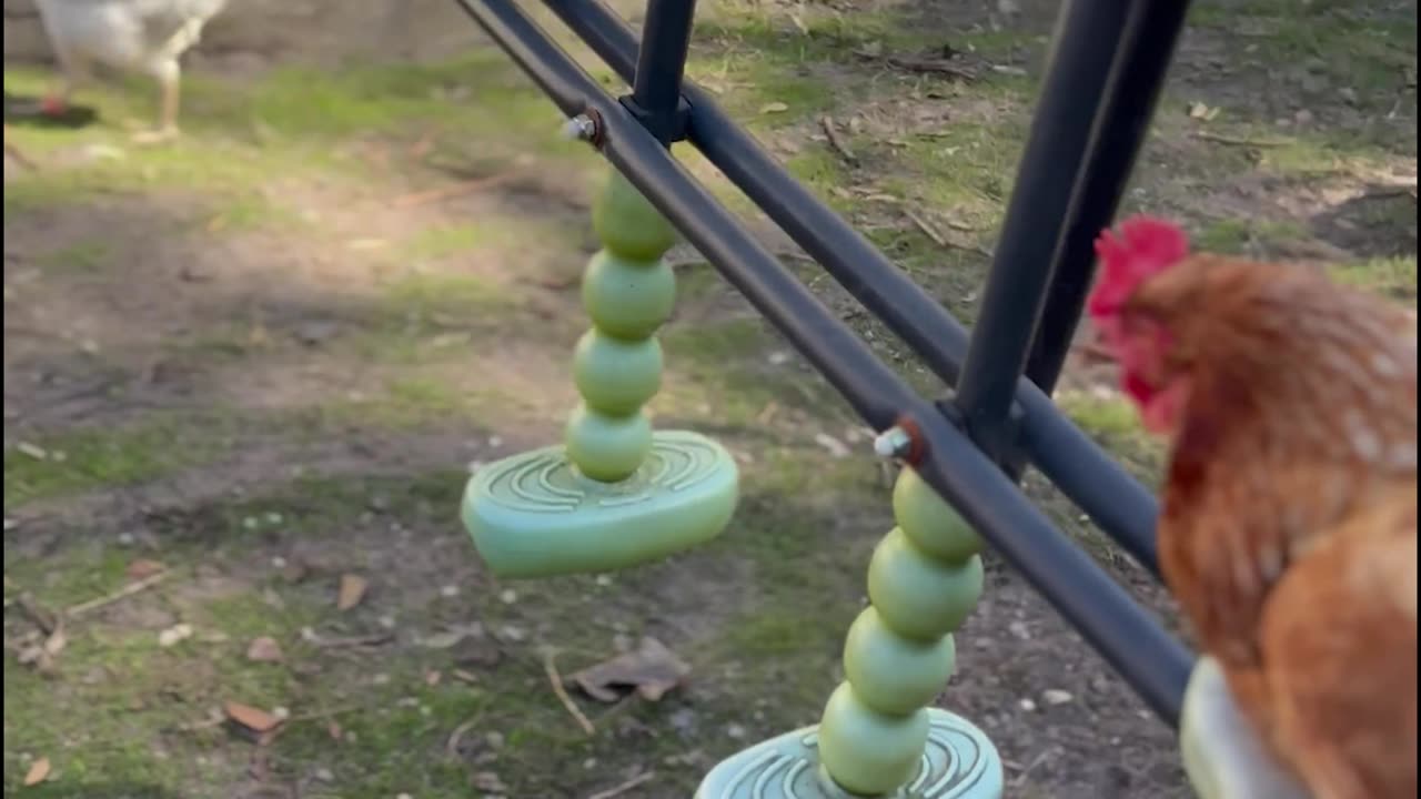 Hens Gently Swing On Spring Day