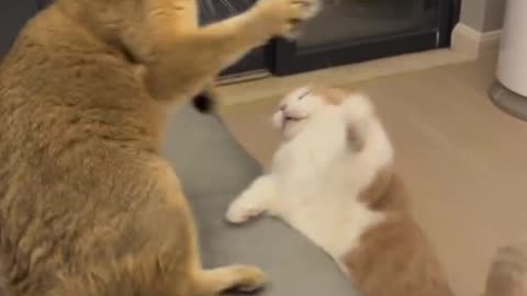 Unexpectedly Funny Animal Clips from the Wild #shortvideo #animals #pets #wildlife