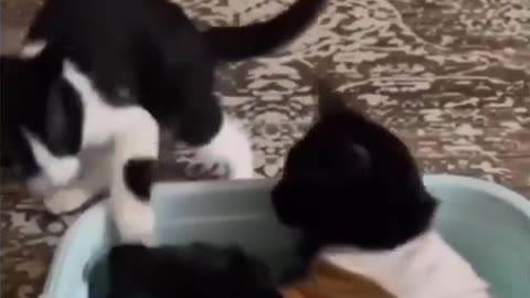 Family brings home an orange 😘kitten to help mother cat heal after losing her kitten