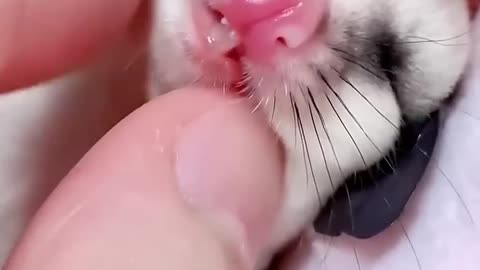 Kind hearted people rescued a baby suger glinder 💕🌼