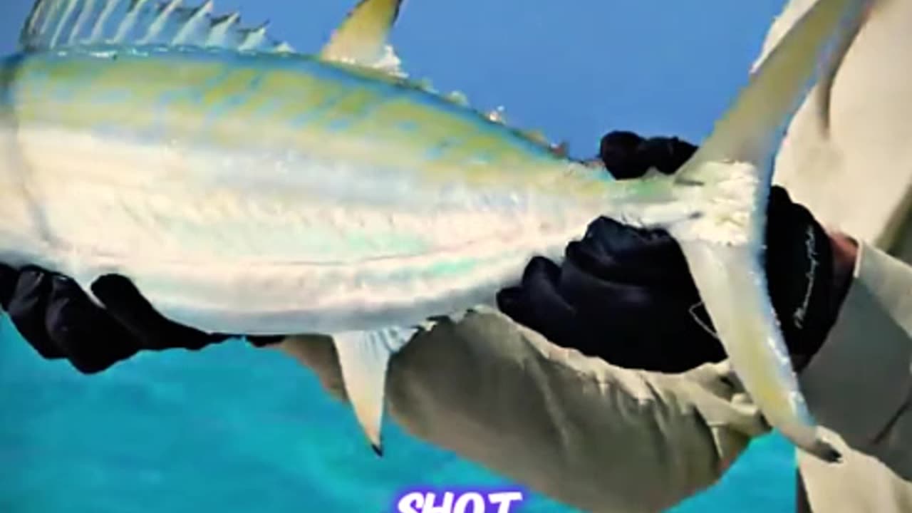 Fishing - Monster Catch!
