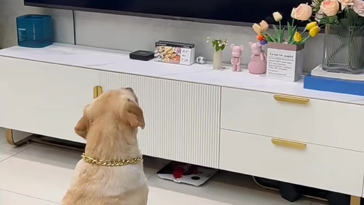 Dogs cholling with netflix