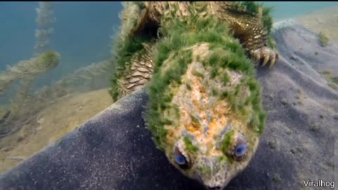 😮🐢 Snapping Turtle Out of This World! | FeedMyCuriosity