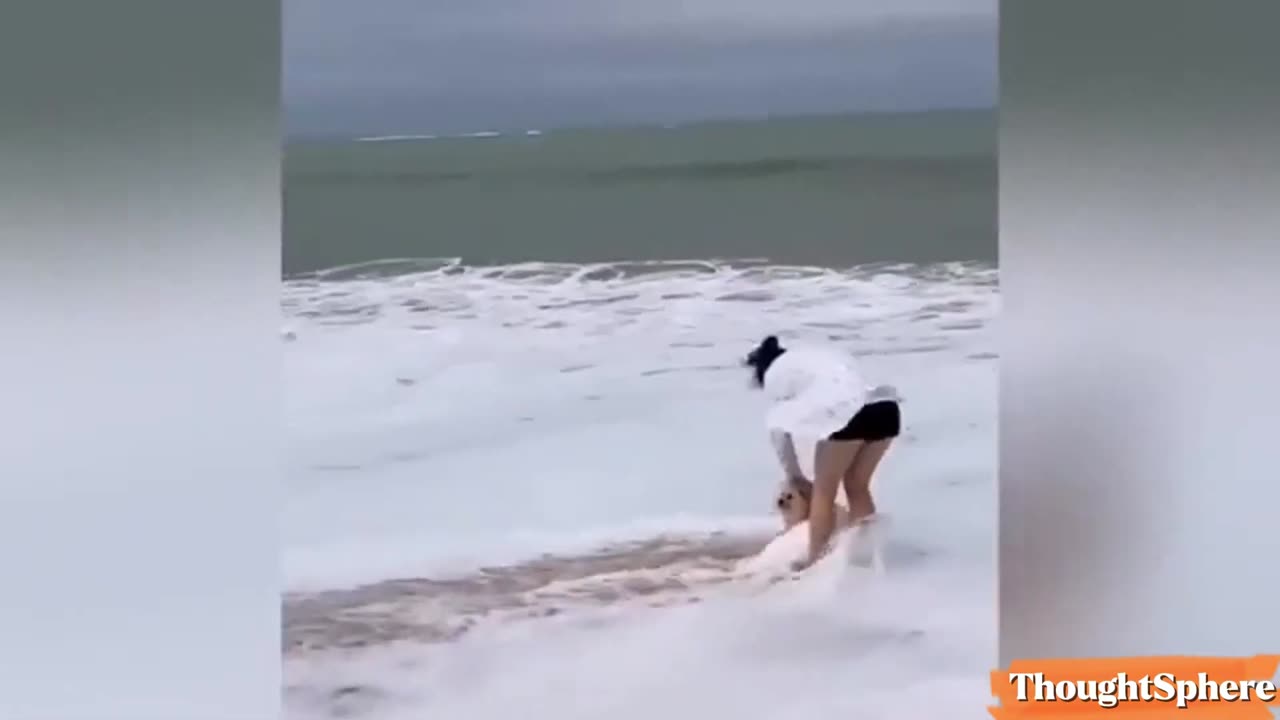 Try not to laugh funniest animals