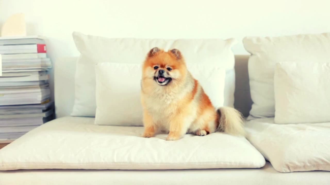 Cute Puppy's you should never miss a look