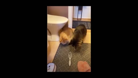 Funny animals