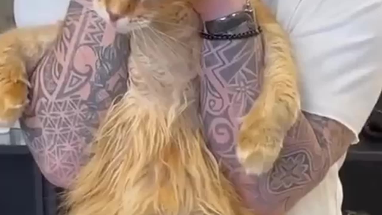 "Cat Chiropractor in Action – Satisfying Back & Neck Cracks Compilation!"