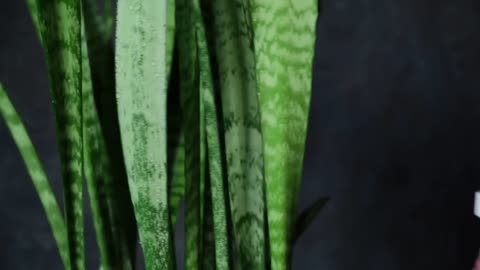 Snake Plant Care in Low Light