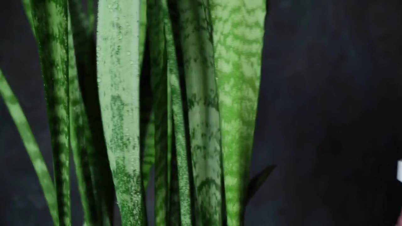 Snake Plant Care in Low Light