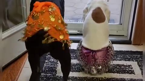 😂💃 Two Boxers Start Belly Dancing in Jingling Skirts! | FunFM