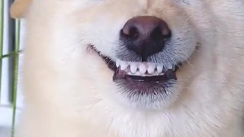 Dogs laugh