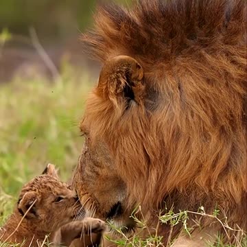 Fathers in the animal kingdom 🦁 🧡 #Lion #Animals #BigCats #WildlifePhotography #Shorts