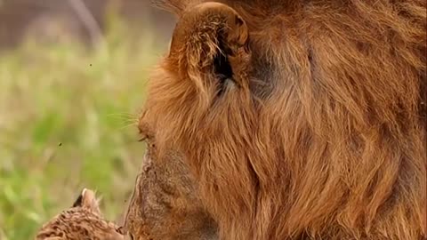 Fathers in the animal kingdom 🦁 🧡 #Lion #Animals #BigCats #WildlifePhotography #Shorts