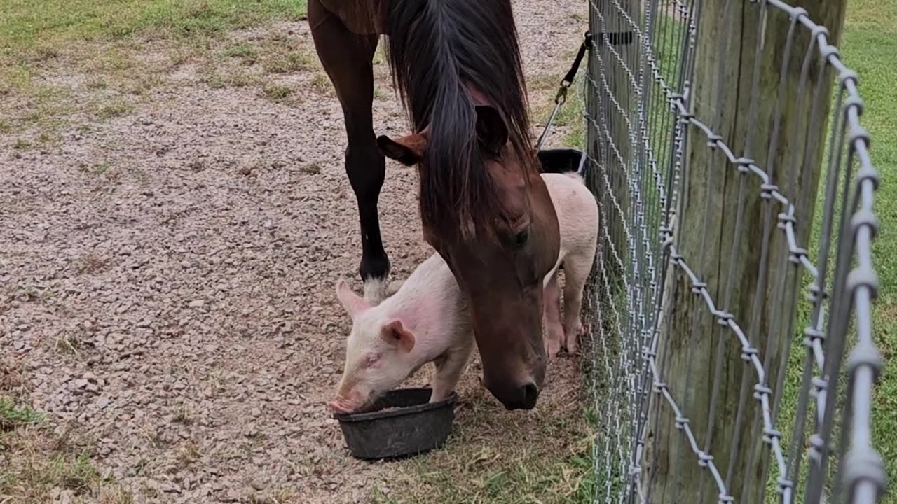 Horse vs Piglet at the Food Bowl